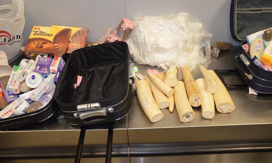 2014-2-24-12217.foto-sloní kly.jpg